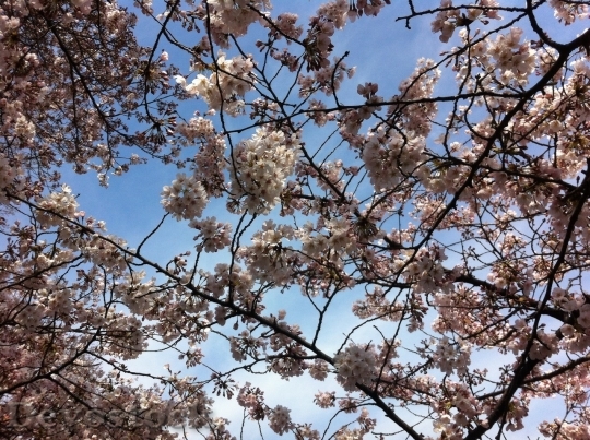 Devostock Cherry blossoms  (370)