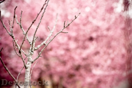 Devostock Cherry blossoms  (372)