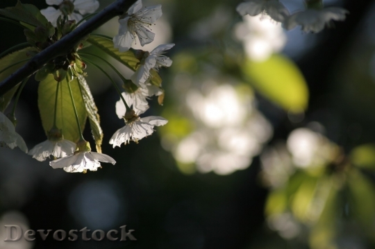 Devostock Cherry blossoms  (376)