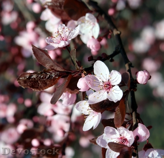 Devostock Cherry blossoms  (377)