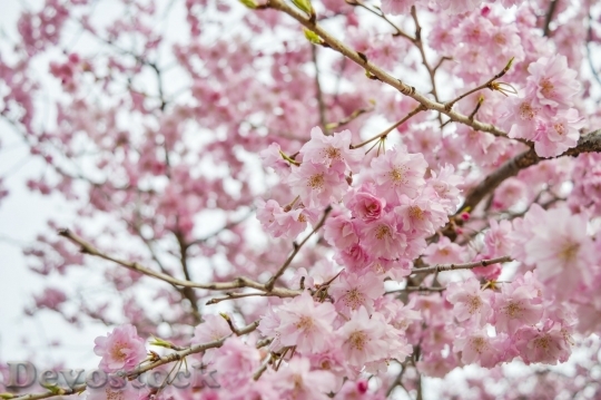 Devostock Cherry blossoms  (378)