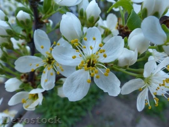 Devostock Cherry blossoms  (379)