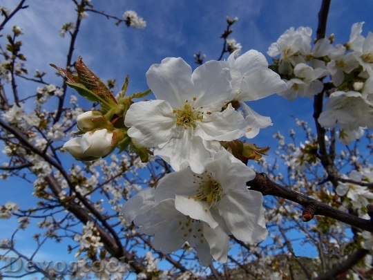Devostock Cherry blossoms  (382)