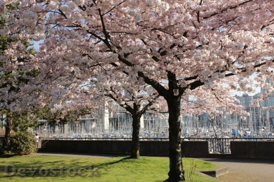 Devostock Cherry blossoms  (383)