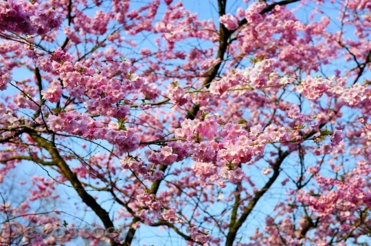 Devostock Cherry blossoms  (385)