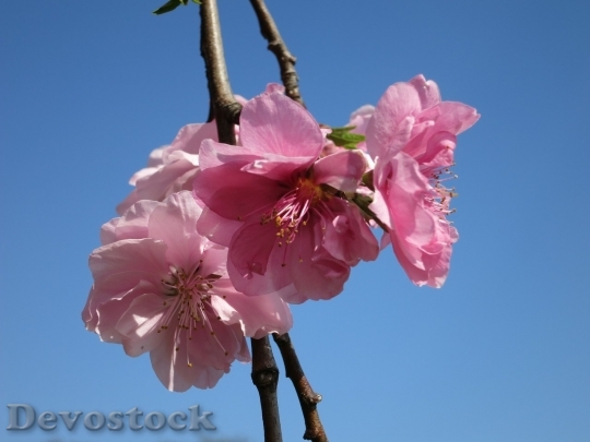Devostock Cherry blossoms  (386)