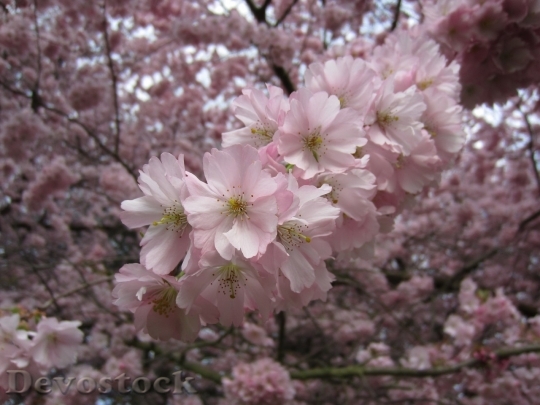 Devostock Cherry blossoms  (387)