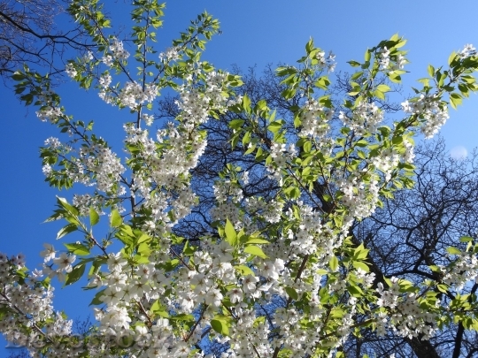 Devostock Cherry blossoms  (389)