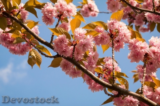 Devostock Cherry blossoms  (39)