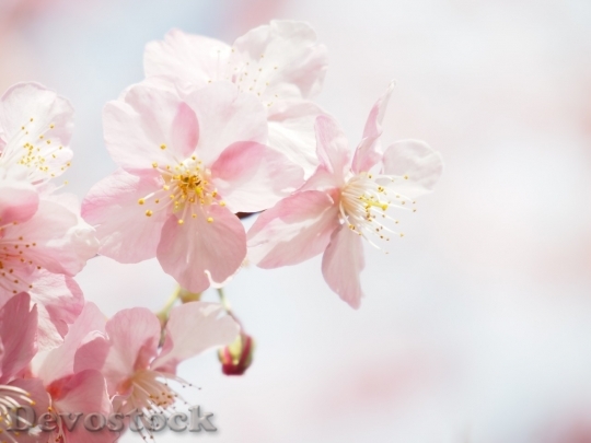 Devostock Cherry blossoms  (390)