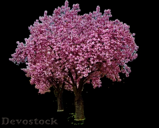 Devostock Cherry blossoms  (392)