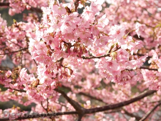 Devostock Cherry blossoms  (393)