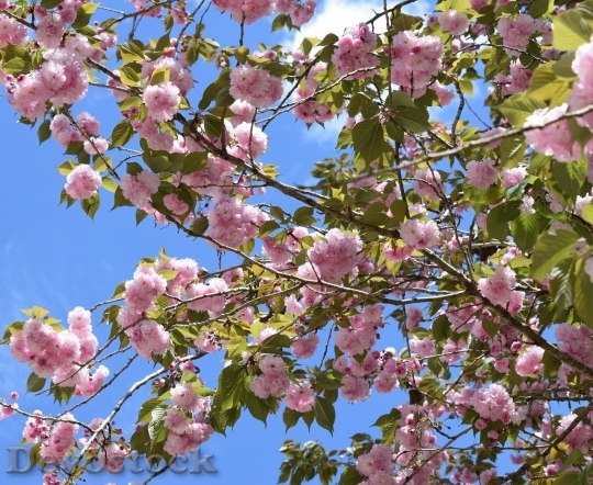 Devostock Cherry blossoms  (395)