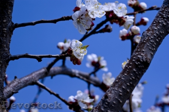 Devostock Cherry blossoms  (398)