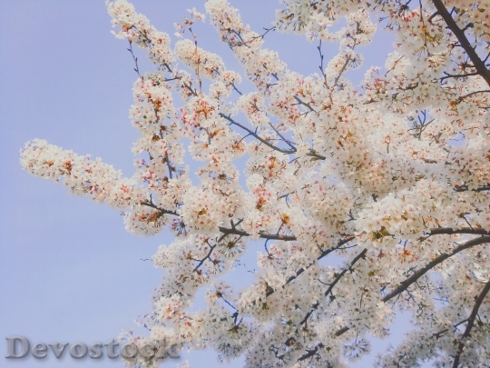 Devostock Cherry blossoms  (40)