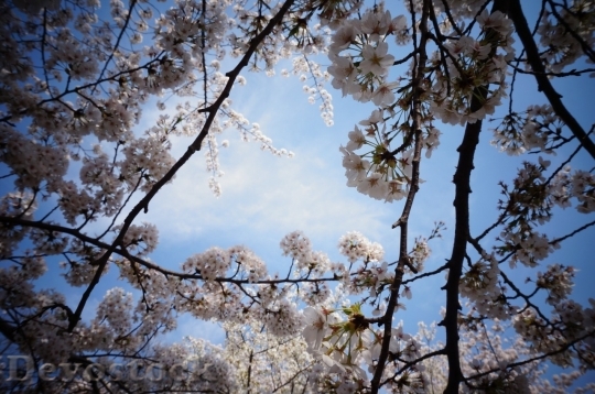 Devostock Cherry blossoms  (403)