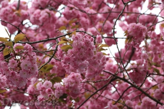 Devostock Cherry blossoms  (405)