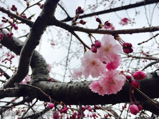 Devostock Cherry blossoms  (409)