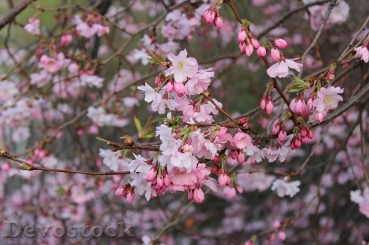 Devostock Cherry blossoms  (41)