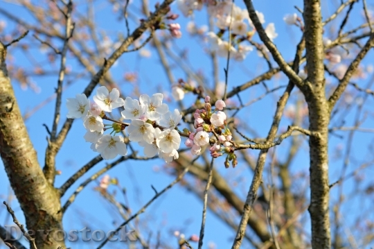 Devostock Cherry blossoms  (410)