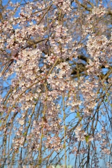 Devostock Cherry blossoms  (411)