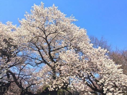 Devostock Cherry blossoms  (413)