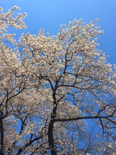 Devostock Cherry blossoms  (414)