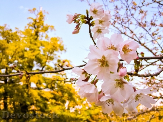 Devostock Cherry blossoms  (415)