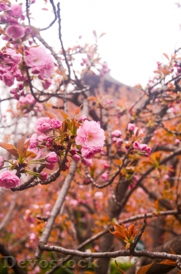 Devostock Cherry blossoms  (416)