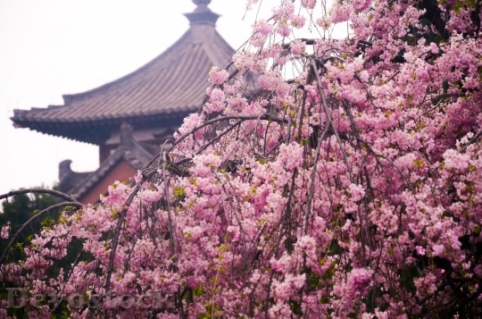 Devostock Cherry blossoms  (418)