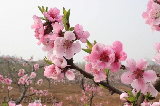 Devostock Cherry blossoms  (419)