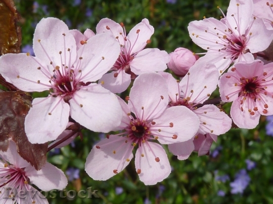 Devostock Cherry blossoms  (420)