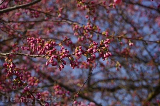 Devostock Cherry blossoms  (422)