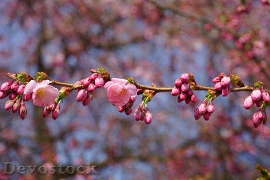 Devostock Cherry blossoms  (423)