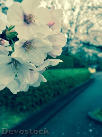 Devostock Cherry blossoms  (425)