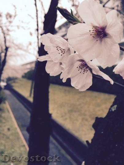 Devostock Cherry blossoms  (426)