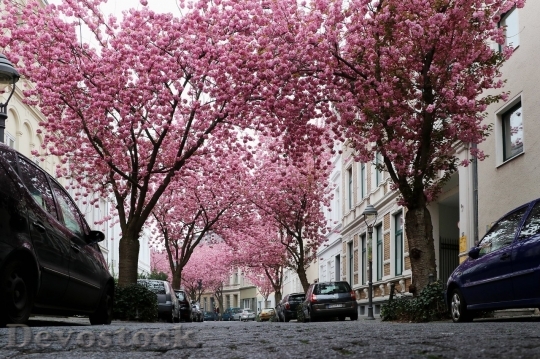 Devostock Cherry blossoms  (429)