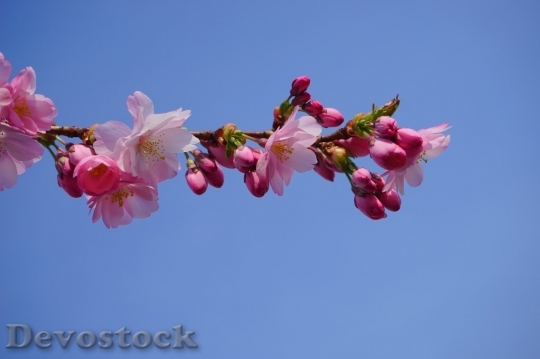 Devostock Cherry blossoms  (430)