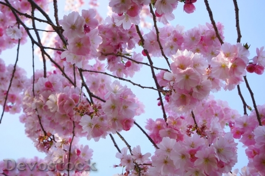Devostock Cherry blossoms  (431)