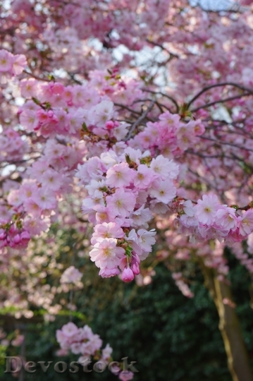 Devostock Cherry blossoms  (433)