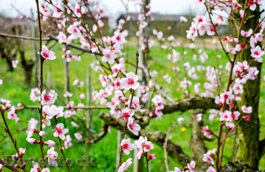 Devostock Cherry blossoms  (435)