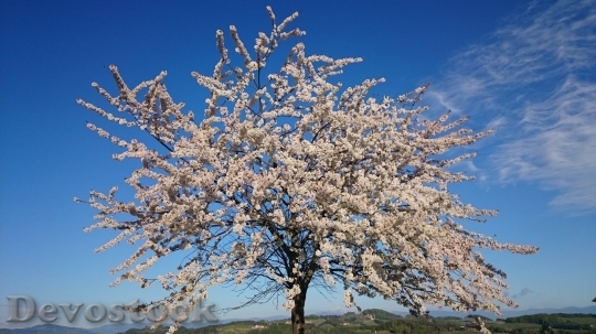 Devostock Cherry blossoms  (438)