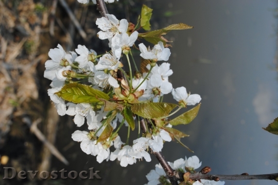 Devostock Cherry blossoms  (439)