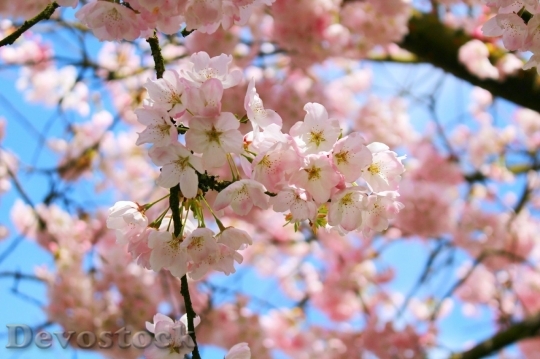 Devostock Cherry blossoms  (441)