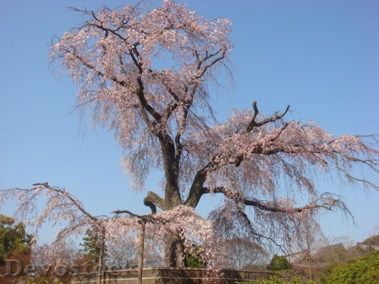 Devostock Cherry blossoms  (442)