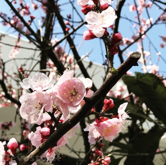 Devostock Cherry blossoms  (444)