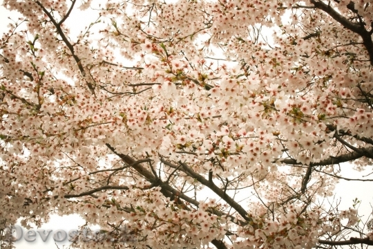 Devostock Cherry blossoms  (445)