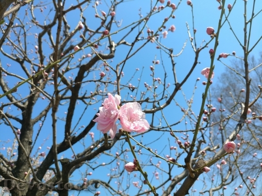 Devostock Cherry blossoms  (446)