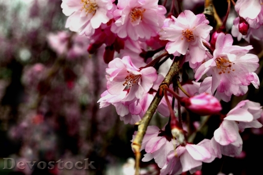 Devostock Cherry blossoms  (447)