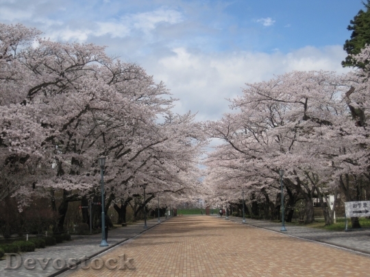 Devostock Cherry blossoms  (449)
